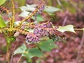 Oregon Grape Holly Plant with Purple Berries Royalty Free Stock Photo